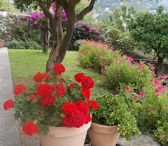 Bed & Breakfast Le Clementine