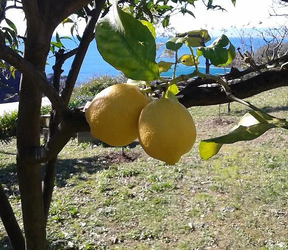 Le Clementine فندق مبيت وإفطار